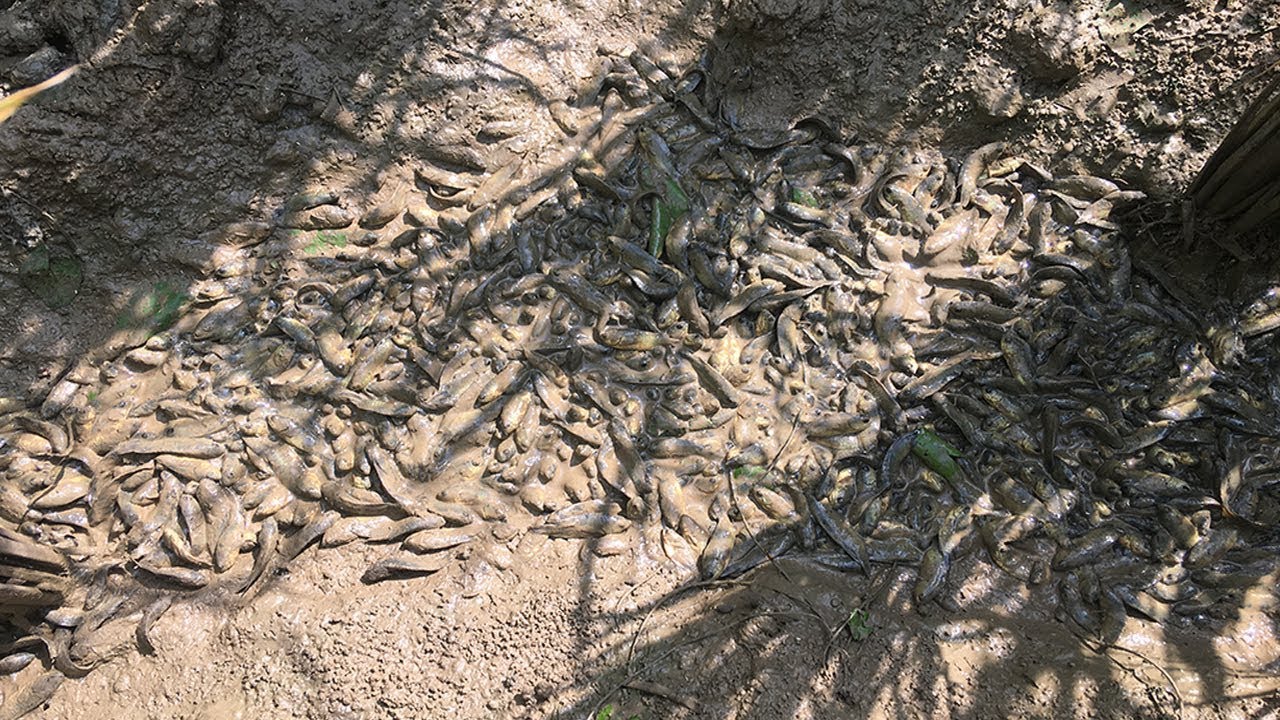 Unique Fishing | Catch And Save Baby Fishes From Dry Mud In Rice Field To Deep Water