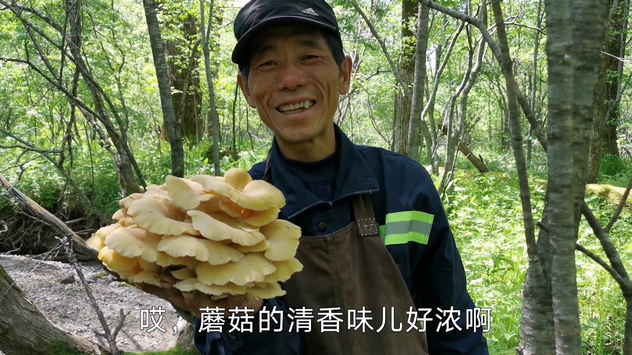 刺老芽采到东北第一鲜的蘑菇，一棵树采半袋子，乐开花了！