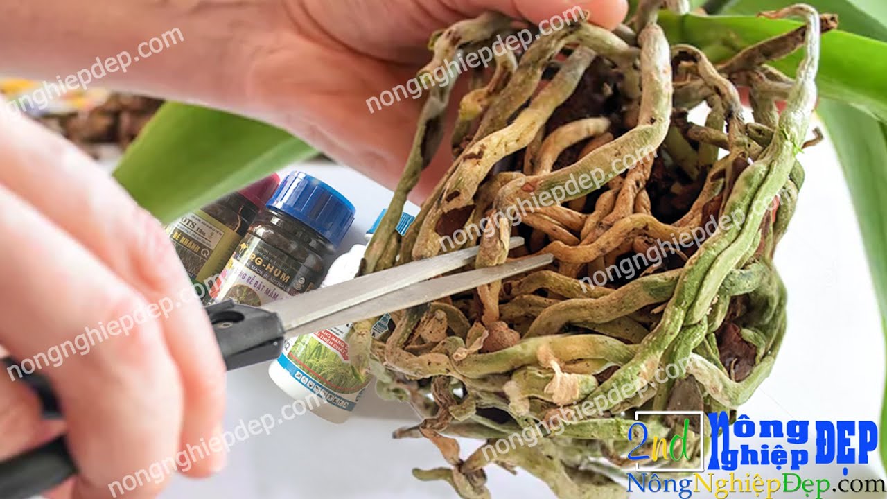 Thầy Tám Ngọc Hướng Dẫn Kích Rễ cho Hoa Lan #Nông_Nghiệp_Đẹp