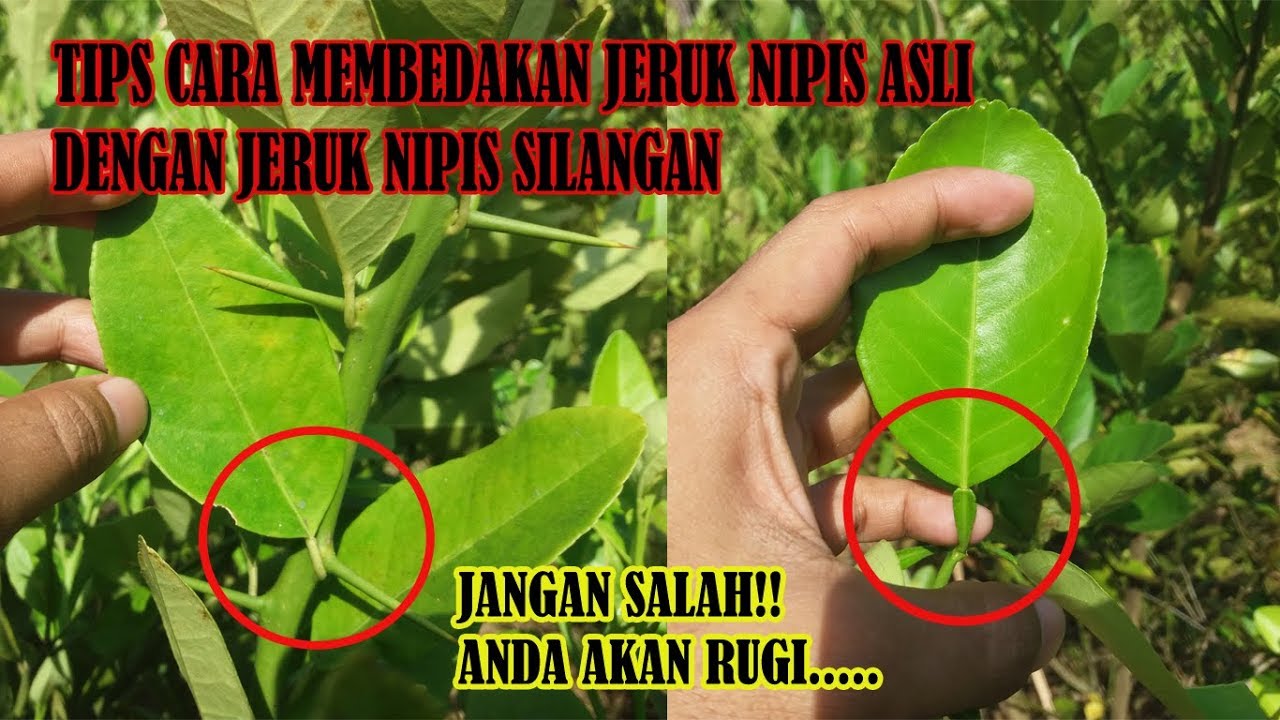Tips Cara Membedakan Jeruk Nipis Asli dengan Jeruk Nipis Silangan atau Setan