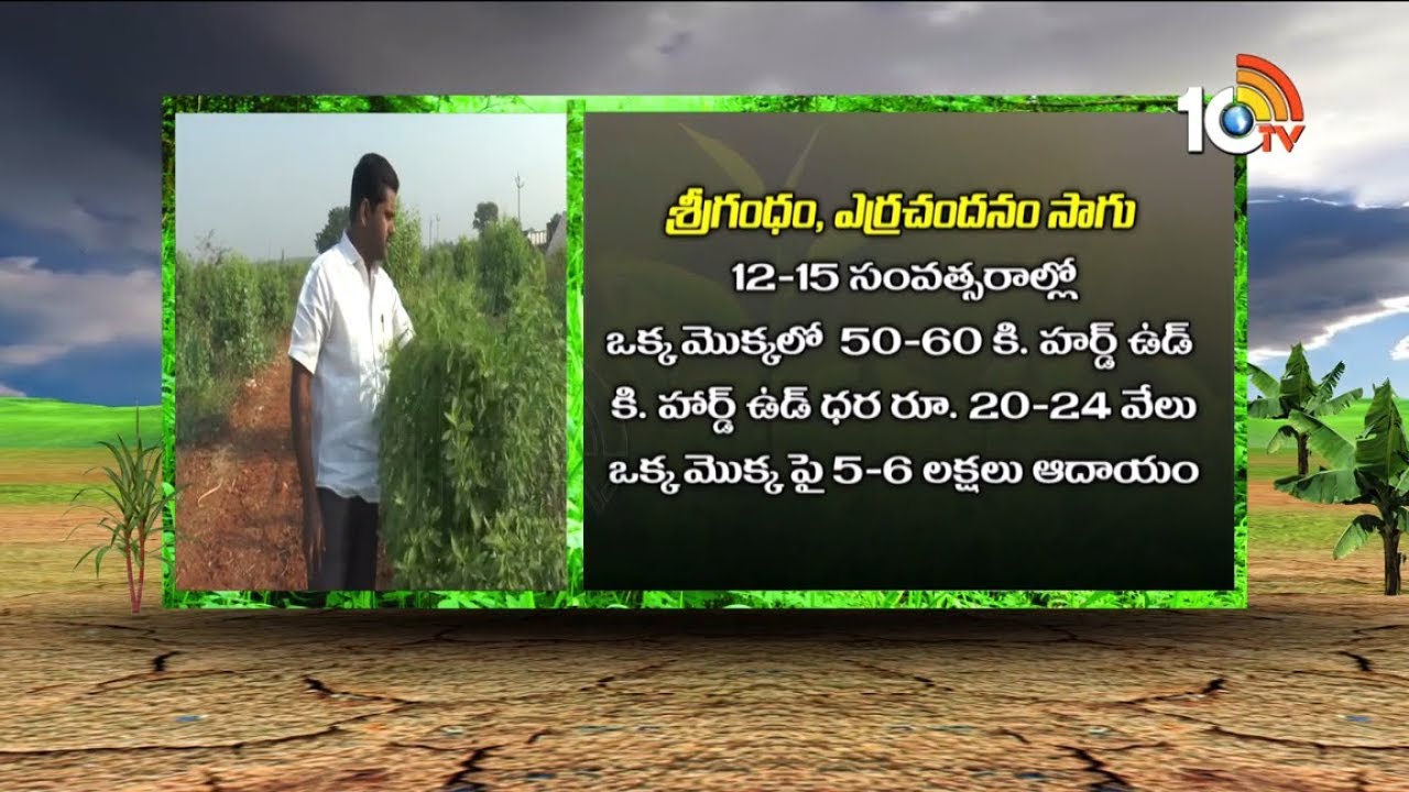 శ్రీగంధం, ఎర్రచందనం సాగు లాభాలు | Indian Sandalwood Crop Cultivation And Earnings | Matti Manishi