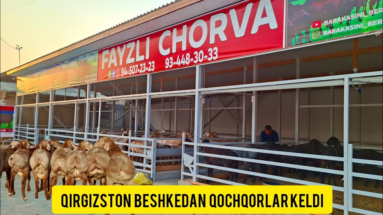 FAYIZLI CHORVAGA QIRGIZSTON BESHKEKDAN QO'CHQORLAR KELDI.