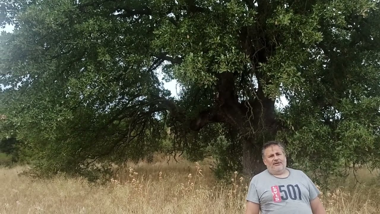 Βελανιδιά τουλάχιστον 500 ετών στην Σταμνά Μεσολογγίου
