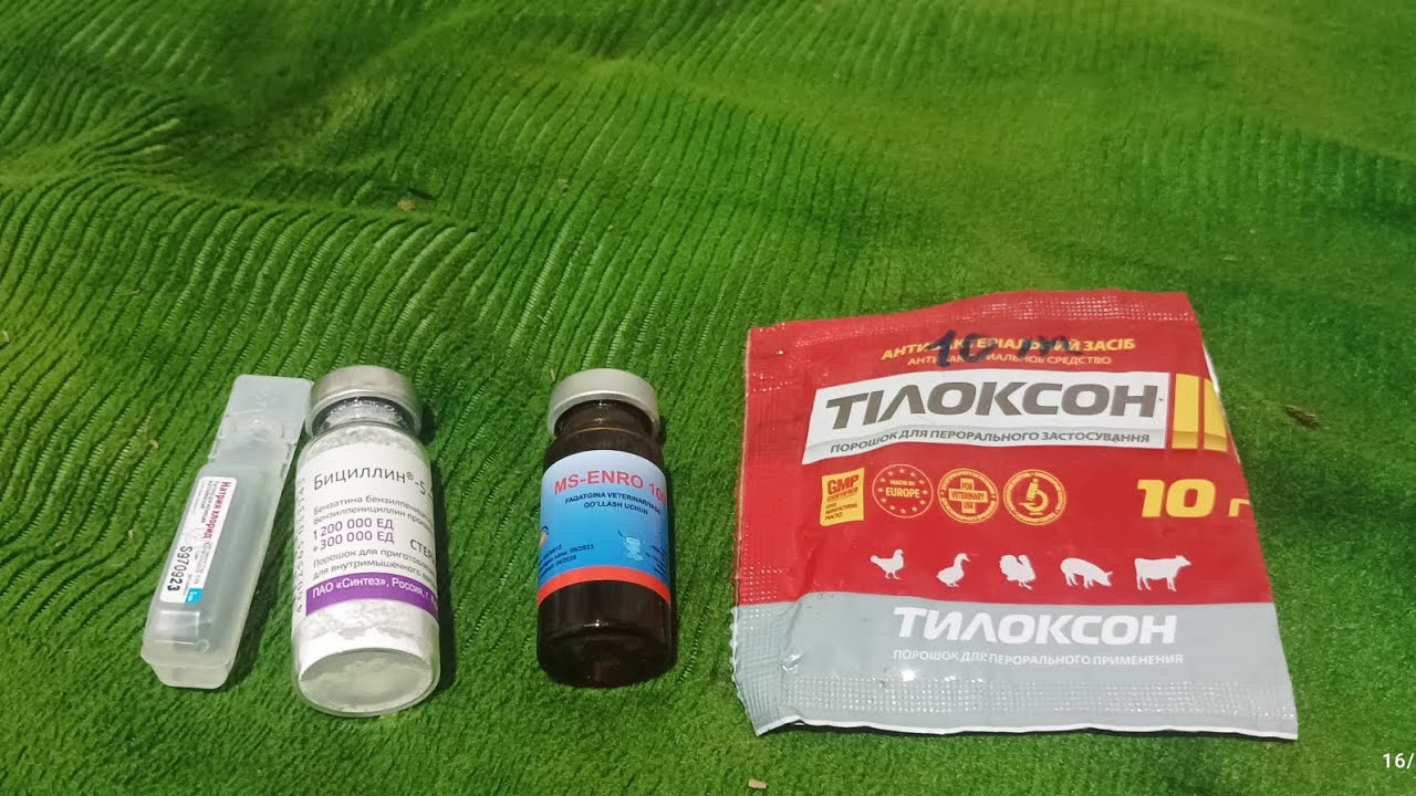 Parvozlarga judayam foydali Chechakka Xirqiga maslaxatlar
