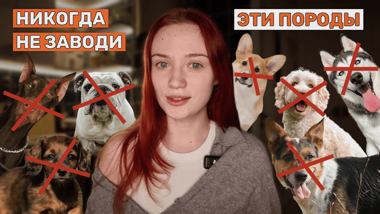 Я не заведу добермана второй раз. И вот почему