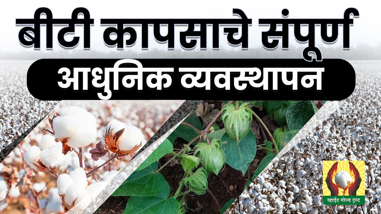 नक्की पहा बीटी कापसाचे संपूर्ण आधुनिक व्यवस्थापन।श्री गजानन जाधव सर  #कापूस #बीटी #शेती #shetimahiti