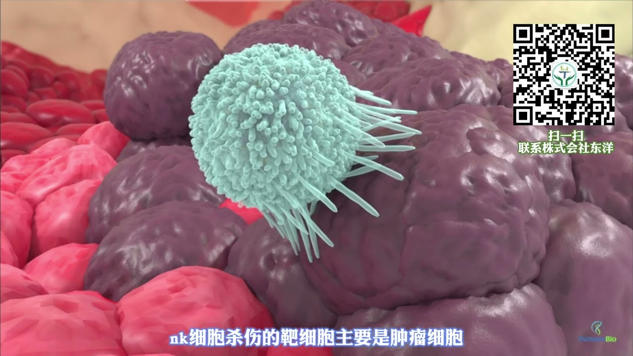 NK细胞：免疫系统中的&ldquo;特种兵&rdquo;。