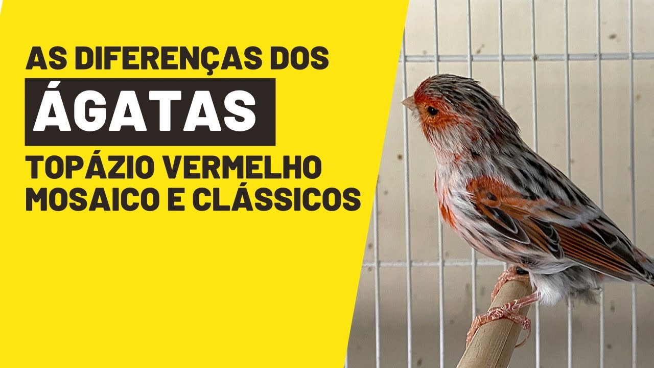 DIFERENÇAS ENTRE O ÁGATA VERMELHO MOSAICO E ÁGATA TOPÁZIO#ninhodocanario