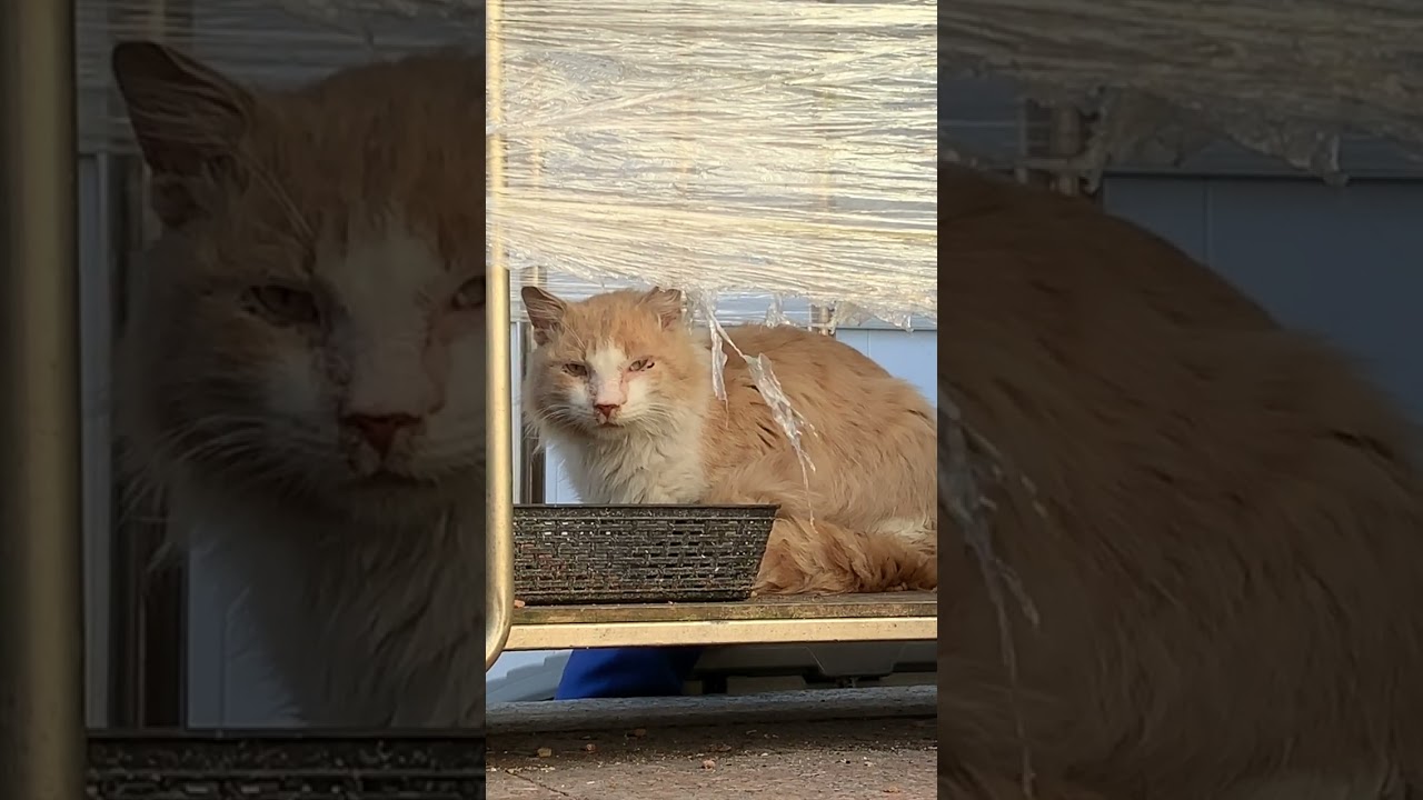 Trapping a sick cat to provide medical care