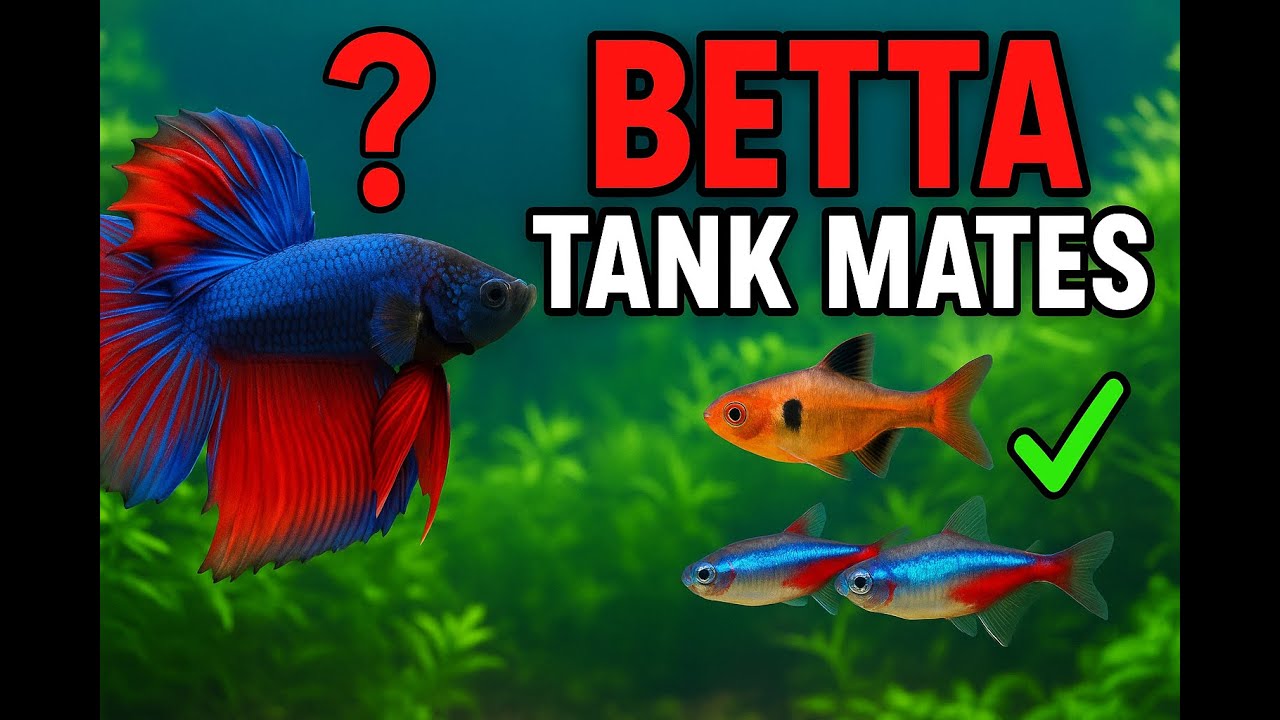 10 Best Tank Mates for Betta Fish (That Actually Work!)