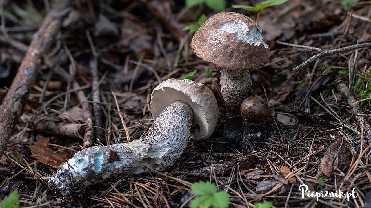 Koźlarz topolowy (Leccinum duriusculum)
