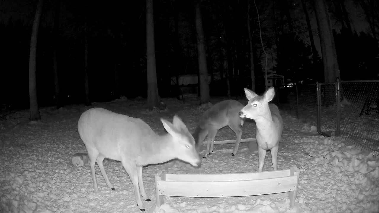 Deer cam 2/92026