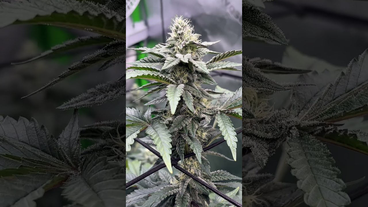 Blueberry Sugar Blockhead Cut / ZP Strains