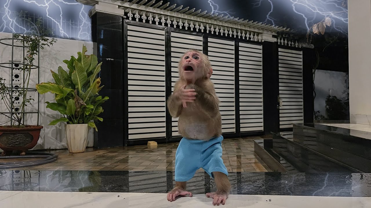 Cubis monkey scared when it rains and thunders!