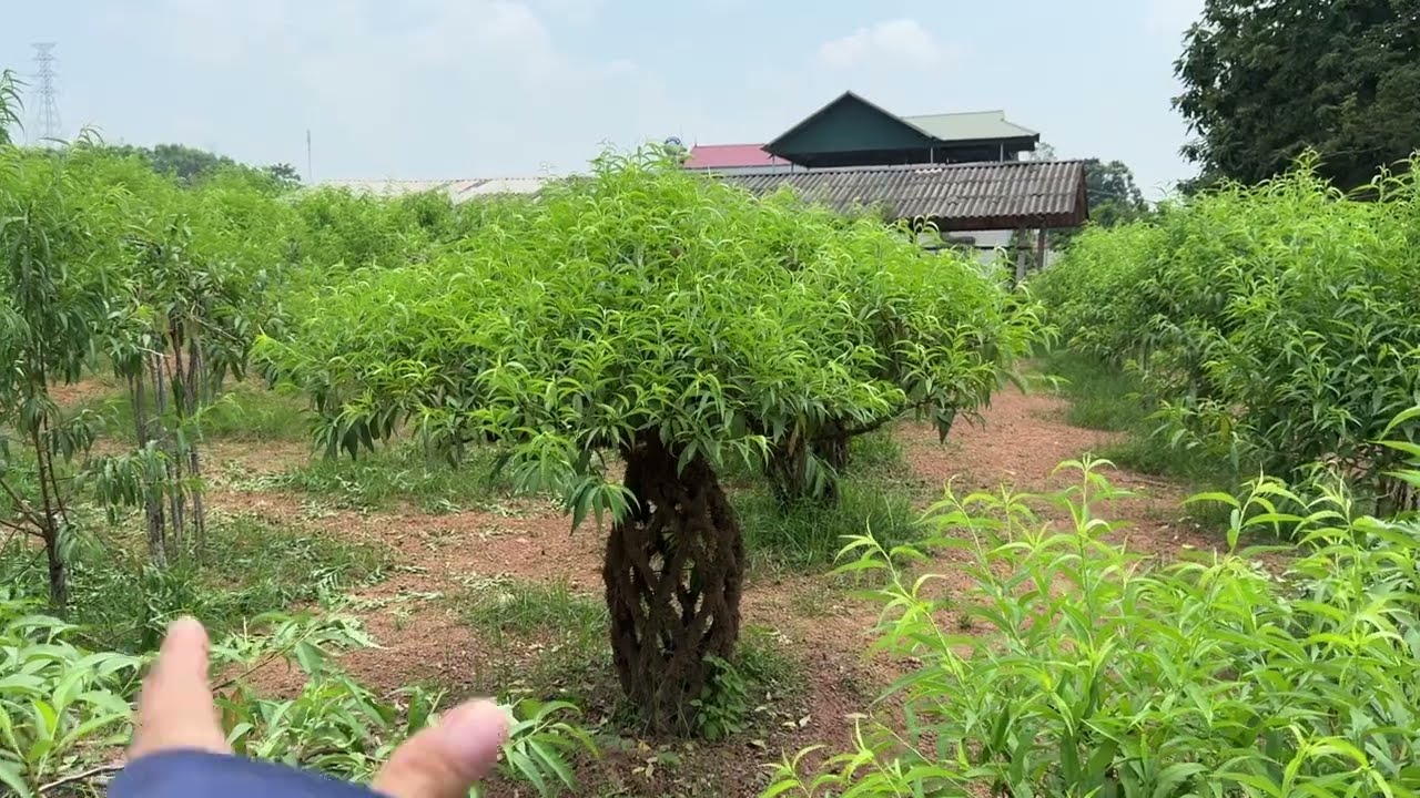 Chốt dăm lần cuối cho Đào Tết ngày mùng 4/6 âm lịch năm 2025