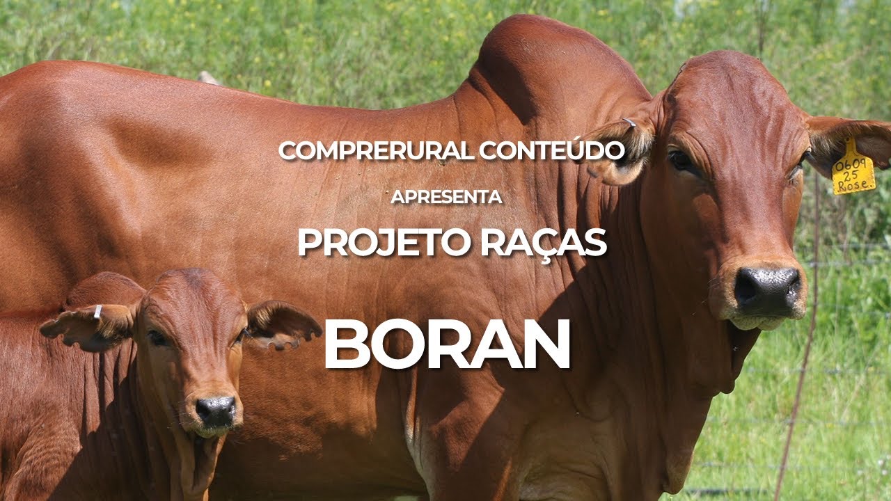 É primo do Nelore? Conheça a raça africana Boran