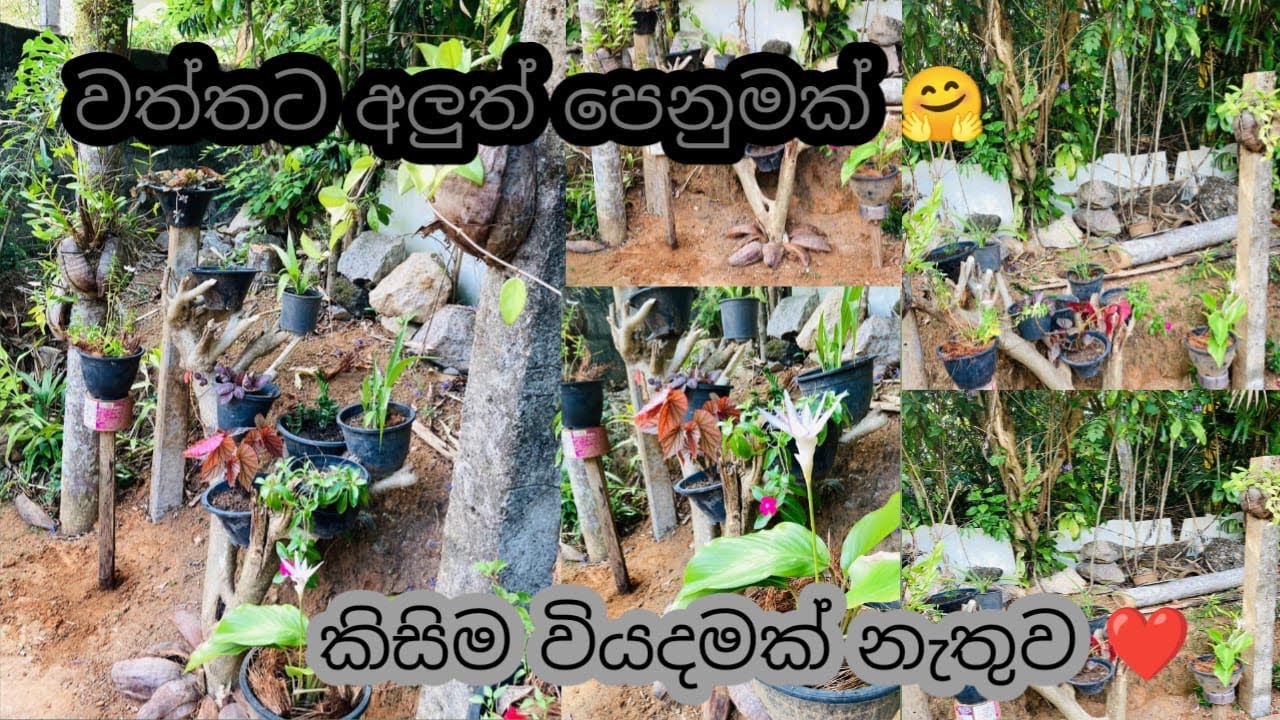 කිසිම වියදමක් නැතුව වත්තට අලුත් පෙනුමක් 🤗 / Gardening deco ideas💡 / @BuddhisStory / #buddhi 