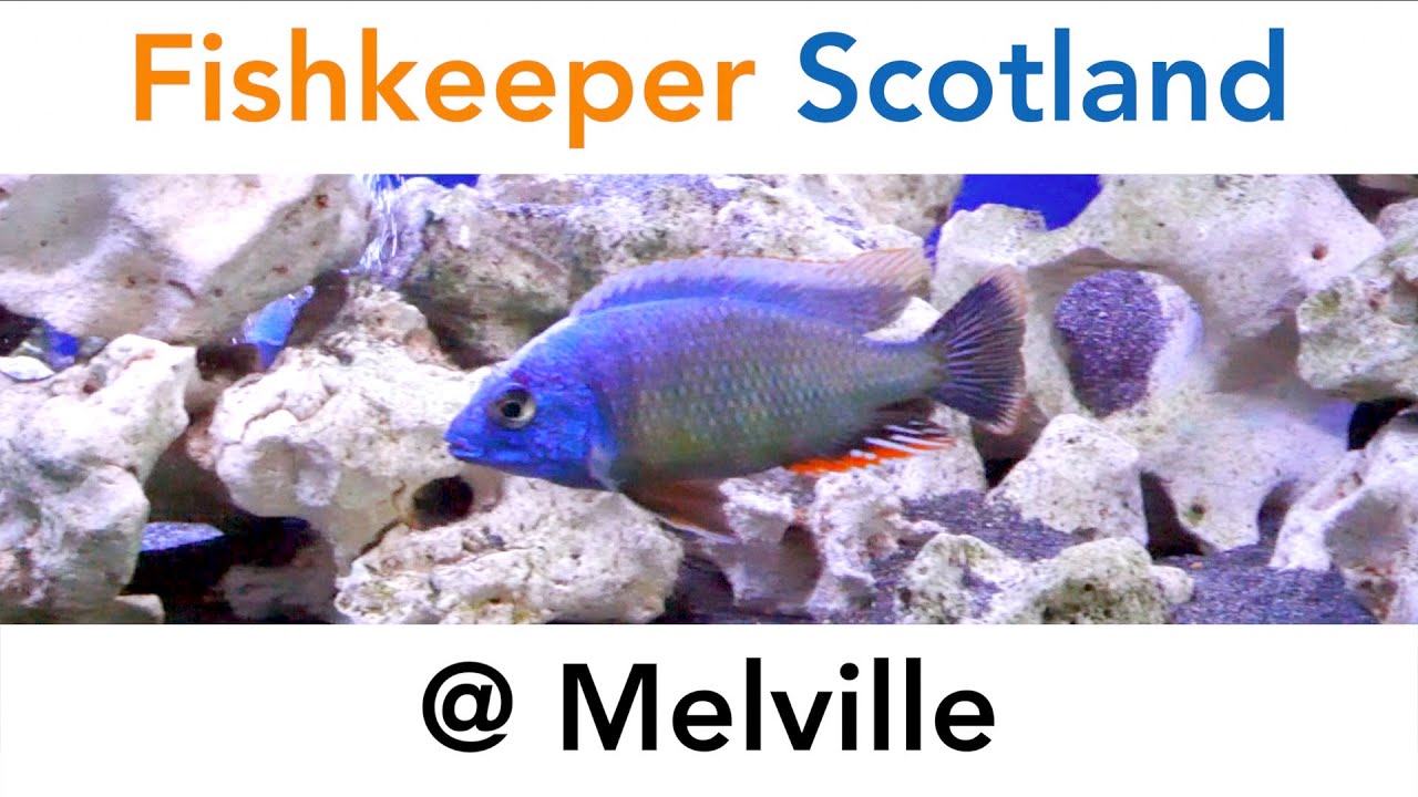 Fishkeeper Scotland @ Melville
