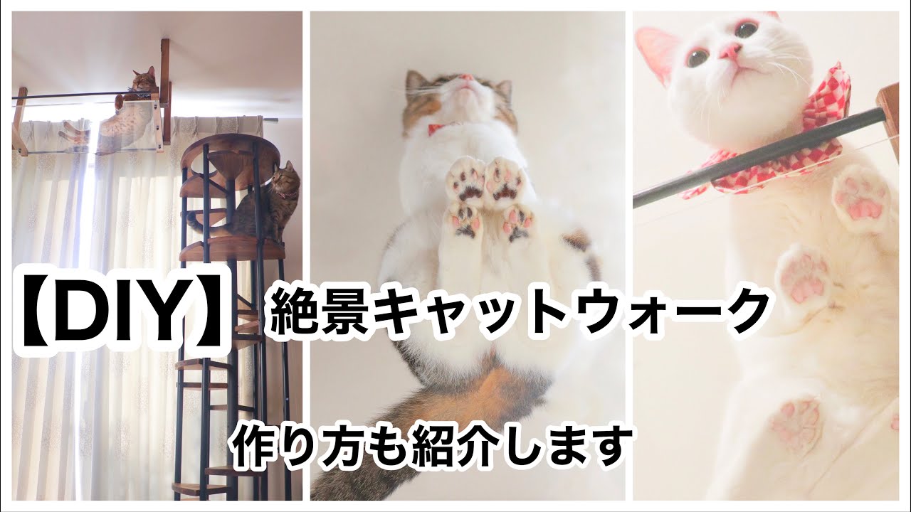 肉球見放題！DIYで「見晴し台（キャットウォーク）」作りました！