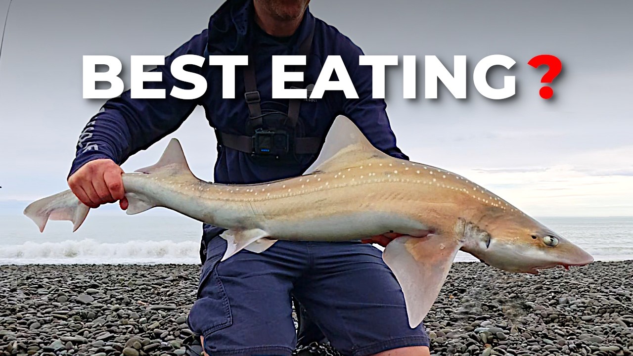 Is Rig Shark New Zealand&rsquo;s Most Underrated Eating Fish? | Catch & Cook