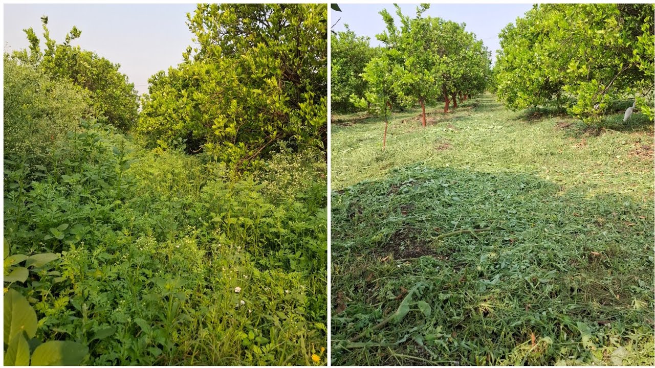 आपण आज बागेतलं गवत cut केलं...