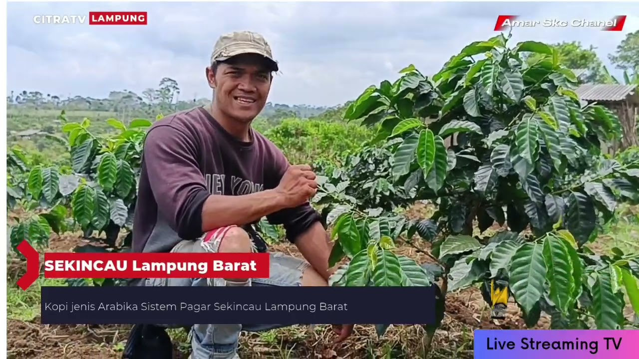 Petani Kopi Arabika Sistem Pagar Sekincau Lampung Barat 