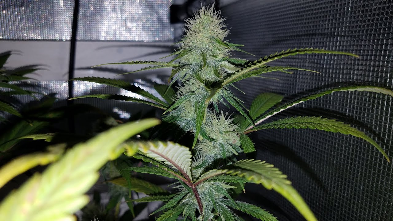Organic Cannabis Grow with the AutoPot XL System - Day 28 of Flower - Garden Update