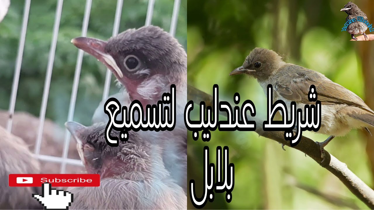 افضل نغمات عندليب لتلقين بلابل