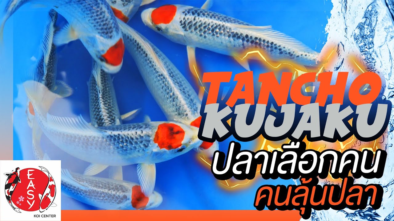 ตันโจคุจากุ ปลาเลือกคน คนลุ้นปลา ที่ EASY KOI CENTER | The PETTO EP.110