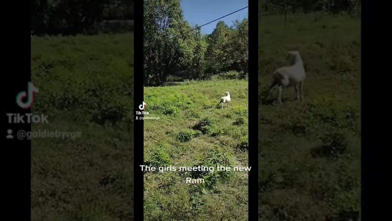 Ewe's meeting the new ram 