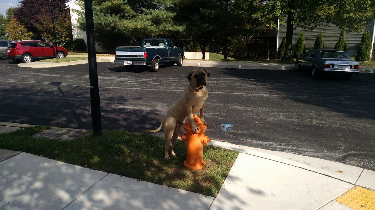 Mastiff's amazing transformation with Top Rated dog trainers Off Leash K9 Training, Columbia