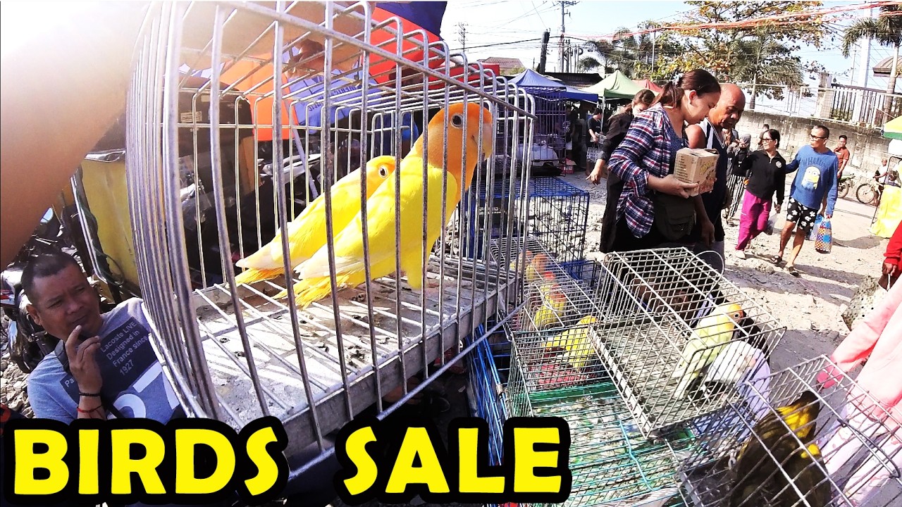 BIRDS SALE SA BOCAUE APAKARAMI DIN