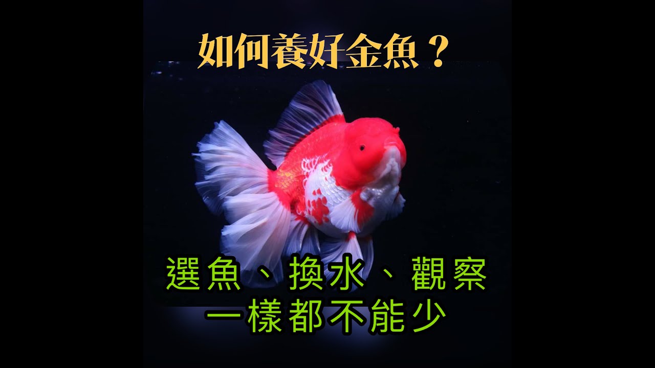 『金魚系列』金魚怎麼養？宏躍水族小陳哥,教大家如何飼養嬌貴又可愛的金魚,該如何換水與飼養上該注意的小細節,選魚、換水、觀察樣樣不能輕忽,讓你的金魚可以養得更健康
