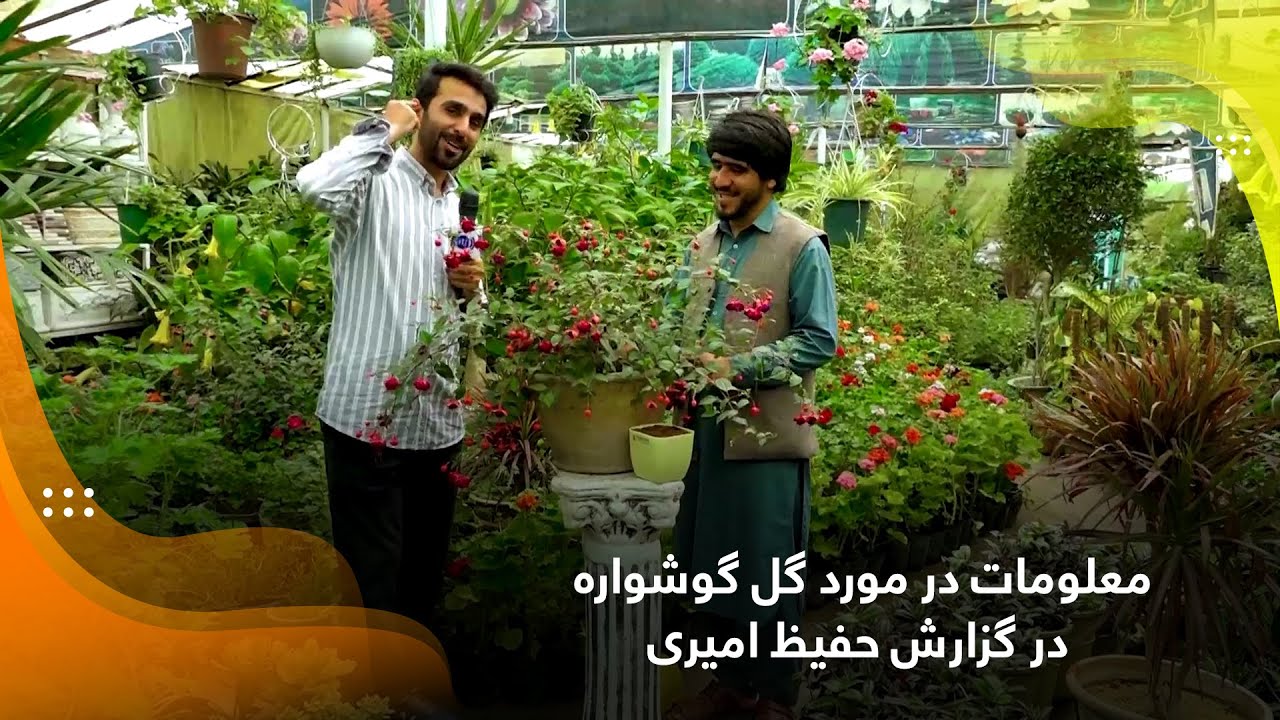 معلومات در مورد گل گوشواره در گزارش حفیظ امیری