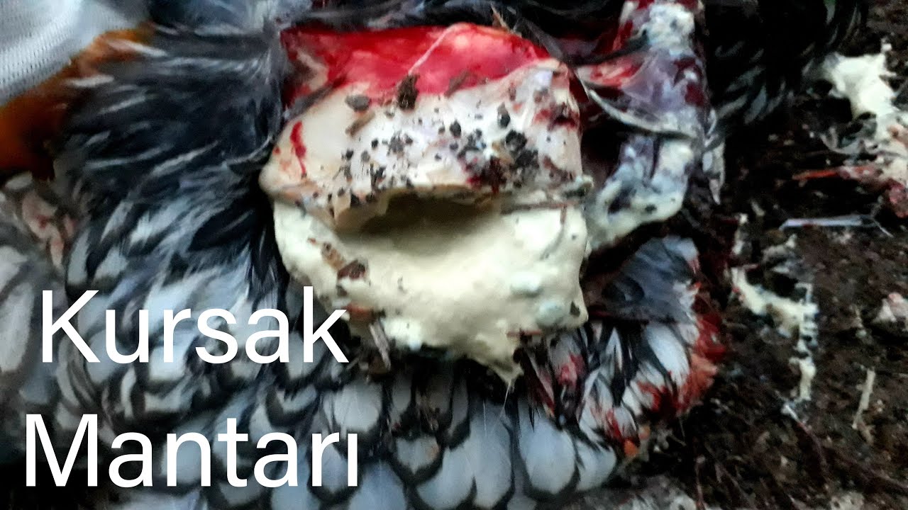Kursak Mantarı Ölümcül Olabiliyor-çiftliktv