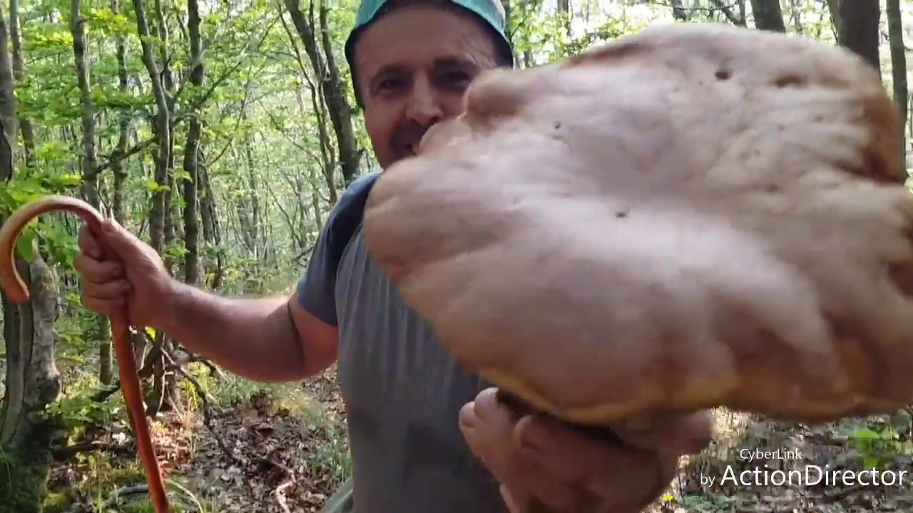 PORCINI  E GALLETTI SULL' APPENNINO REGGIANO!!!
