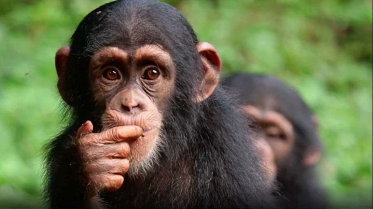 CHIMPANZEE SHORT DOCUMENTARY