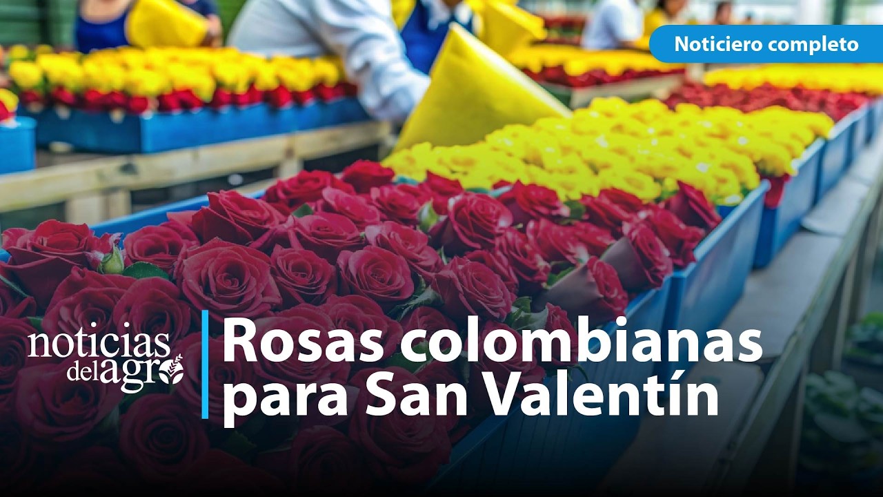 Rosas colombianas conquistan Estados Unidos para San Valentín