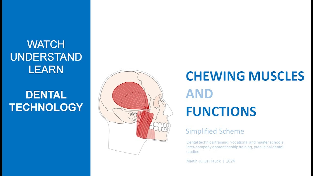 Chewing muscles and functions | simplified scheme