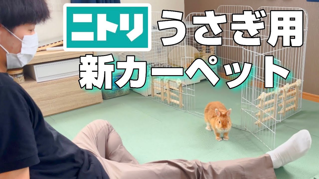 これでかじらない？ニトリのカーペットがうさぎマットの究極系説【ネザーランドドワーフのコッペ】