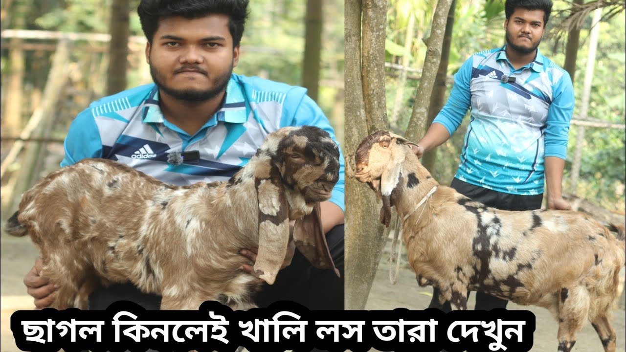চারটা ছাগল চারটায় গাভীণ! সাথে একটা পাঠার বাচ্চা কেমন কি দেখুন প্রান্তিক খামারির Goatfarm