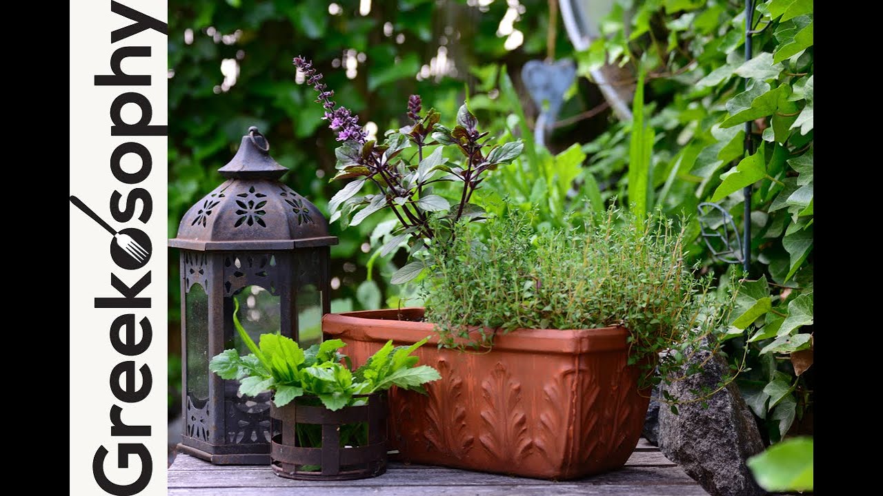 The 10 most popular herbs in Greek cuisine | MUST have herbs