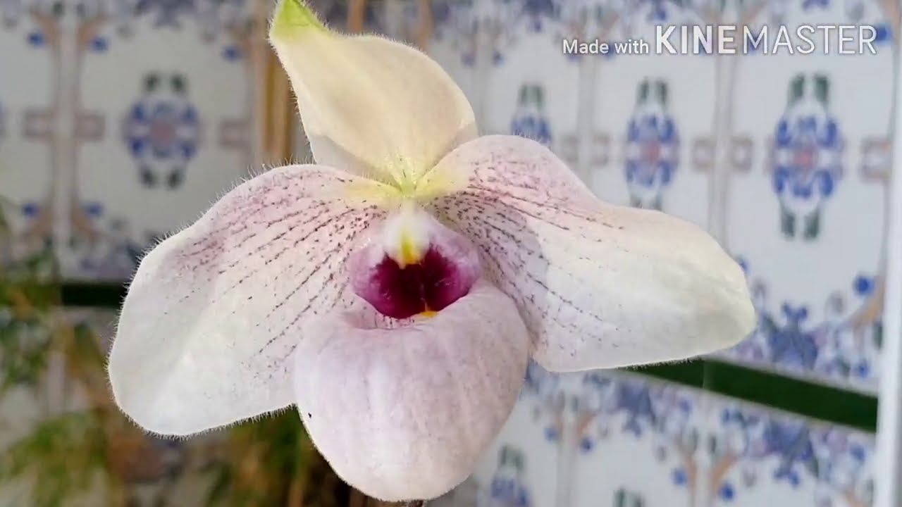 Цветение paph. Lynleigh Koopowitz.