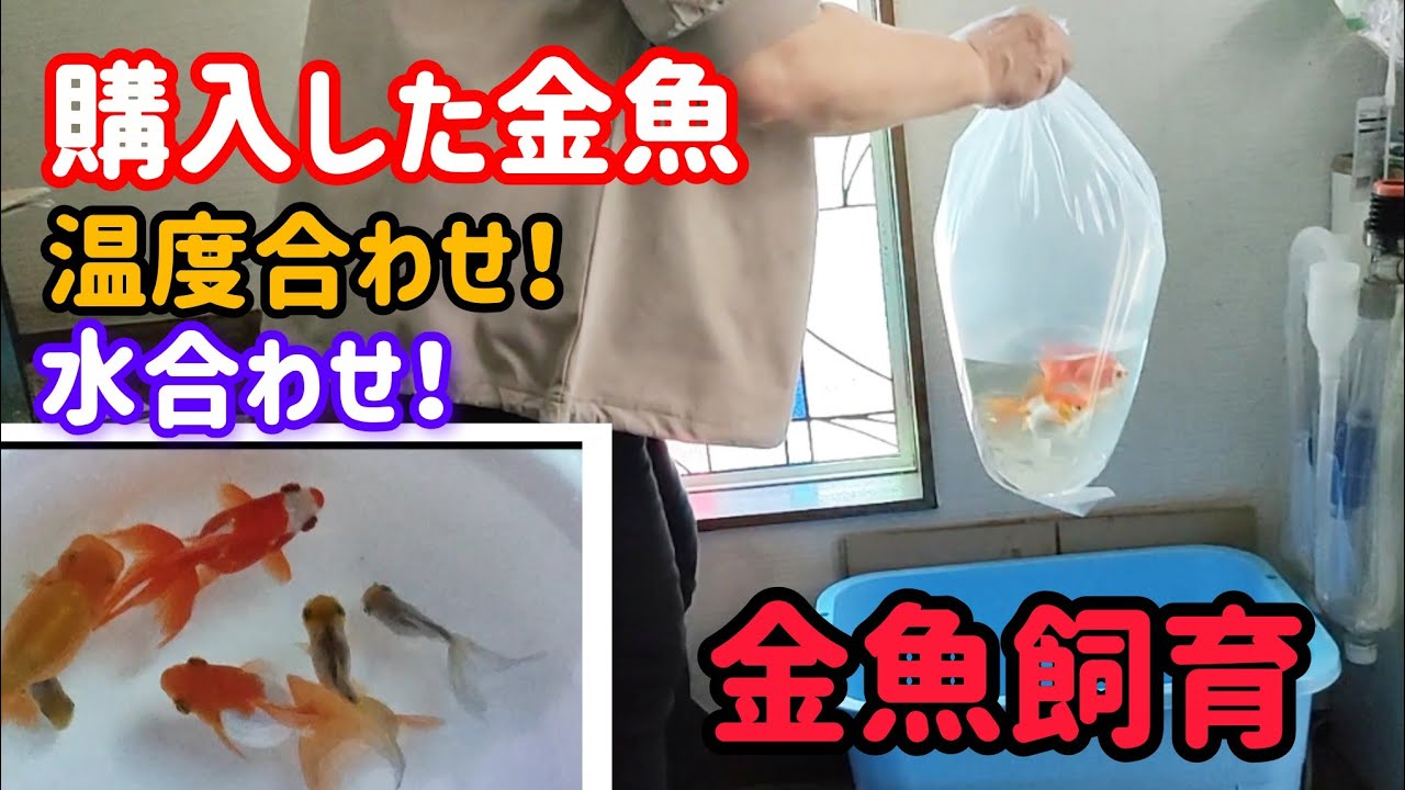 [金魚]　金魚を購入した日は…　金魚連れて帰ったらトリートメントしていますか！？　#goidfish 