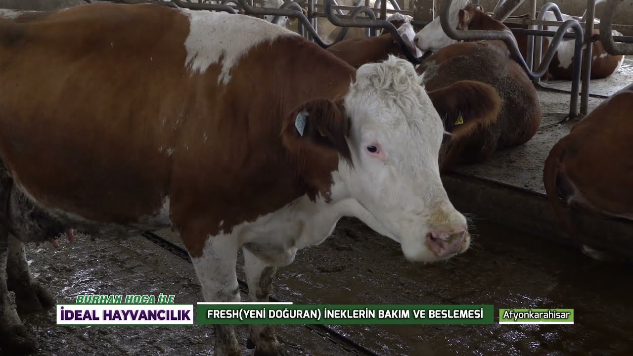 BURHAN HOCA İLE İDEAL HAYVANCILIK | FRESH (YENİ DOĞURAN) İNEKLERİN BAKIM VE BESLEMESİ