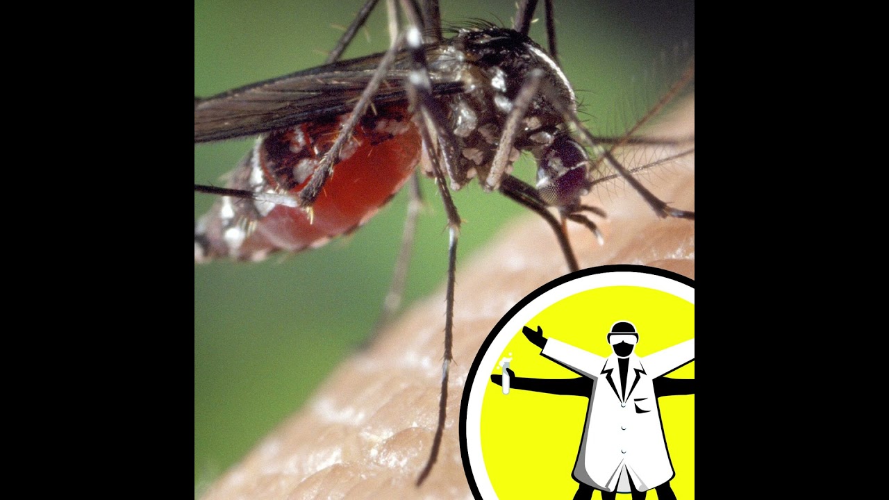 The mosquito: the world's deadliest animal