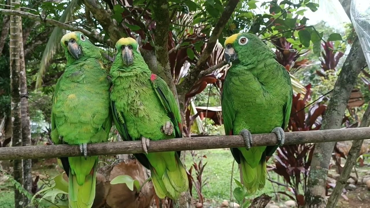 Mis tres loros hoy lunes 2026