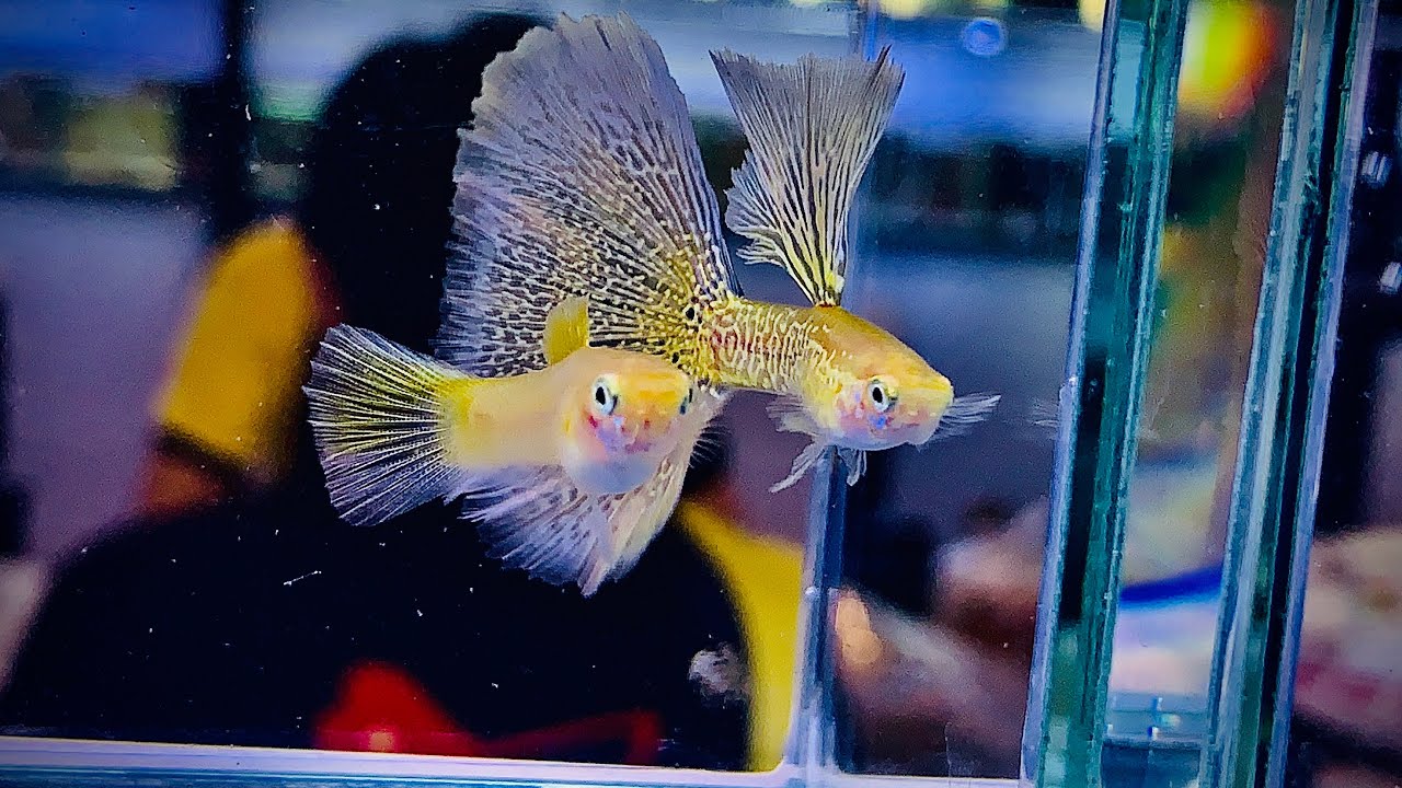 Tiềm thấy nhiều dòng cá Guppy độc lạ | Thi cá bảy màu Guppy Championship