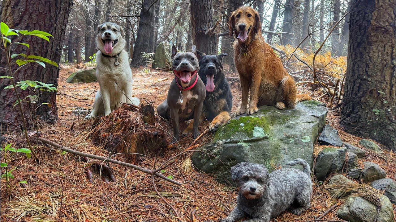 The fun we have 😊🐾
