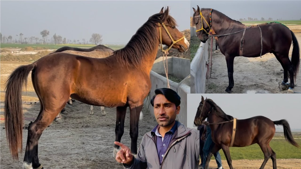 New horse a gya aur ustad bhi a gya.......